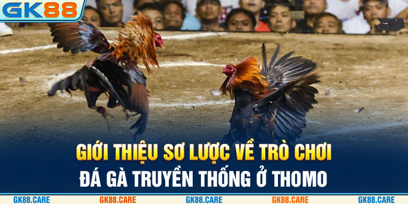 Giới thiệu sơ lược về trò chơi đá gà truyền thống ở Thomo