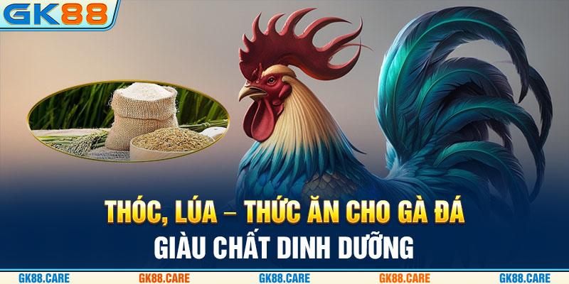 Thóc, lúa - thức ăn cho gà đá đá giàu chất dinh dưỡng