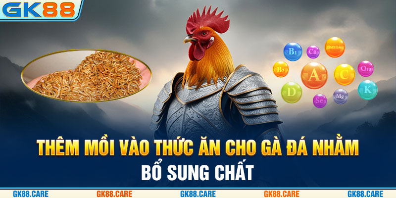 Thêm mồi vào thức ăn cho gà đá nhằm bổ sung chất